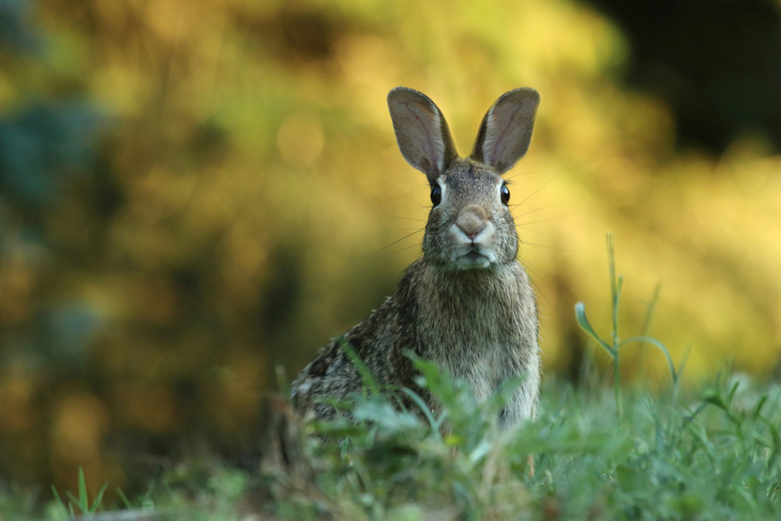 Gibt es den Osterhasen?